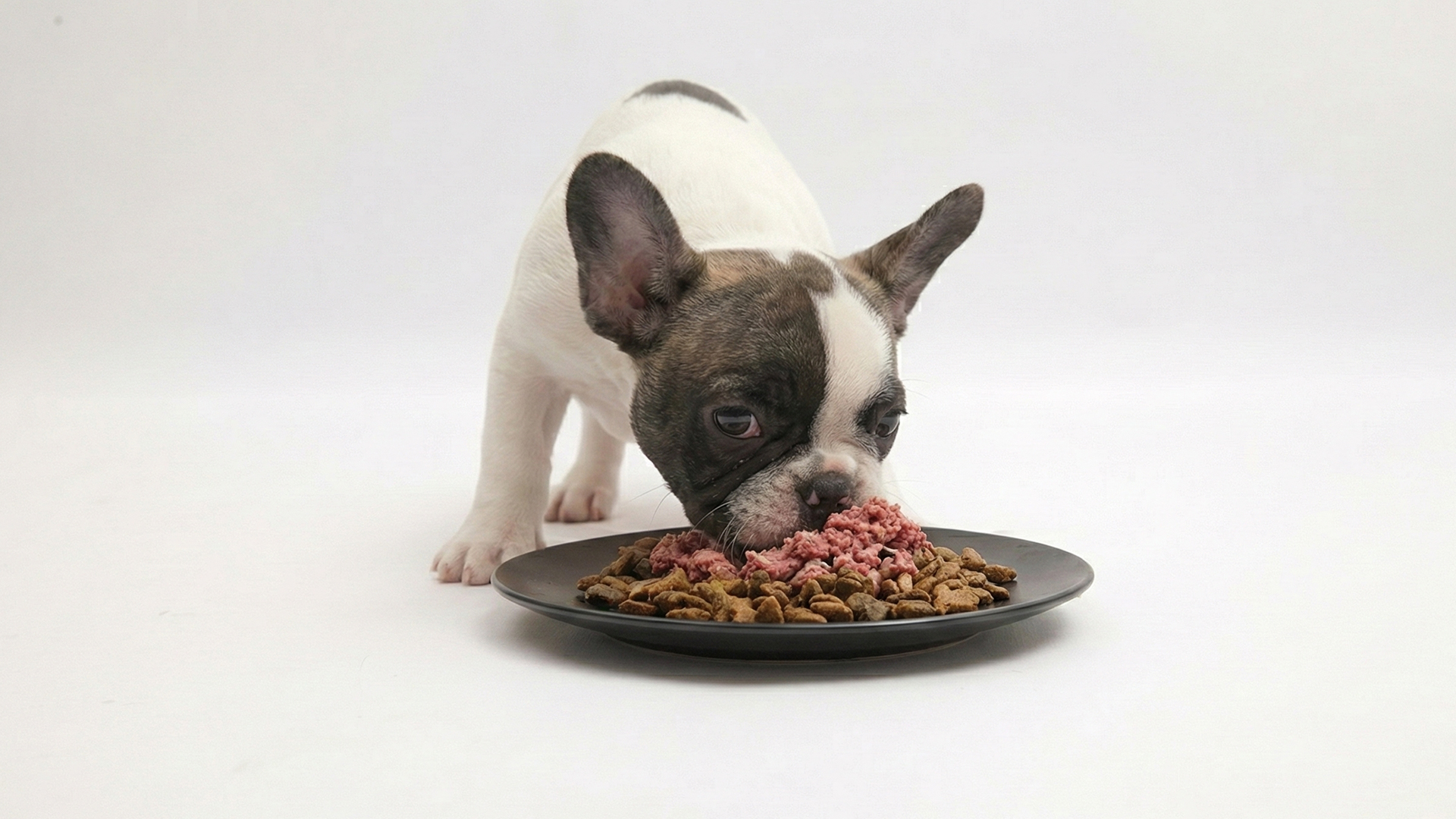 馬肉を添えた食事を楽しむ犬。Natural Pet Deli公式サイト掲載写真