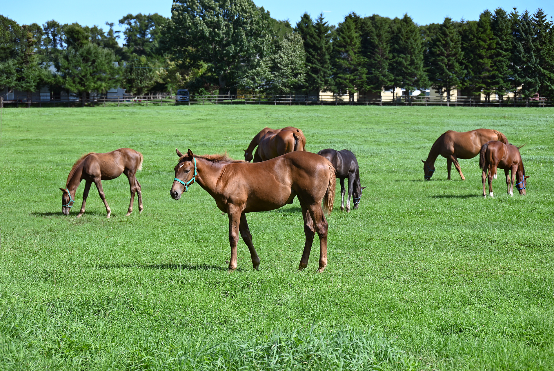 国産馬肉へのこだわりを紹介する公式サイト掲載写真