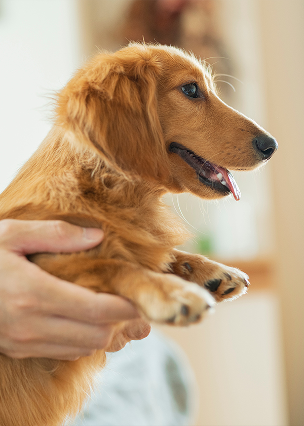 家族に抱かれた犬。公式サイト掲載写真