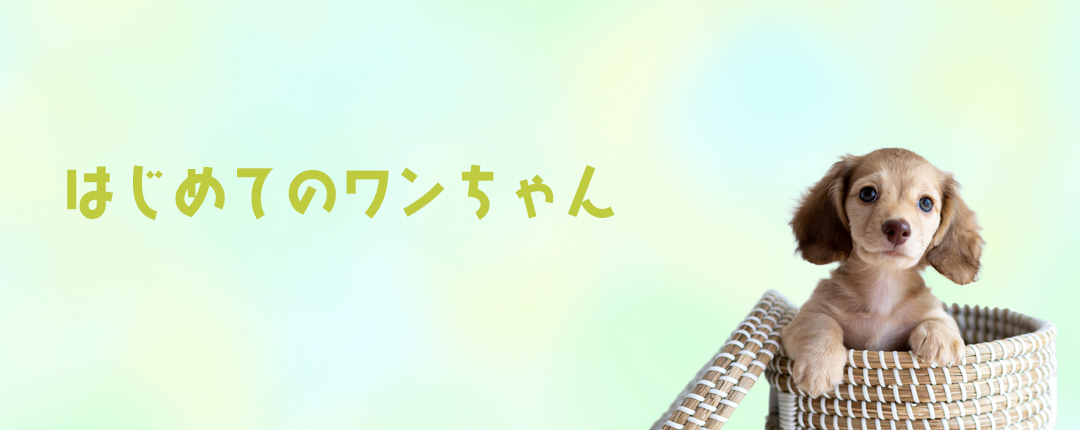 はじめてのワンちゃん