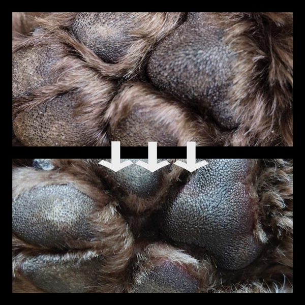 肉球を守る 泡 N( 肉球 保護フォーム ) 210ml