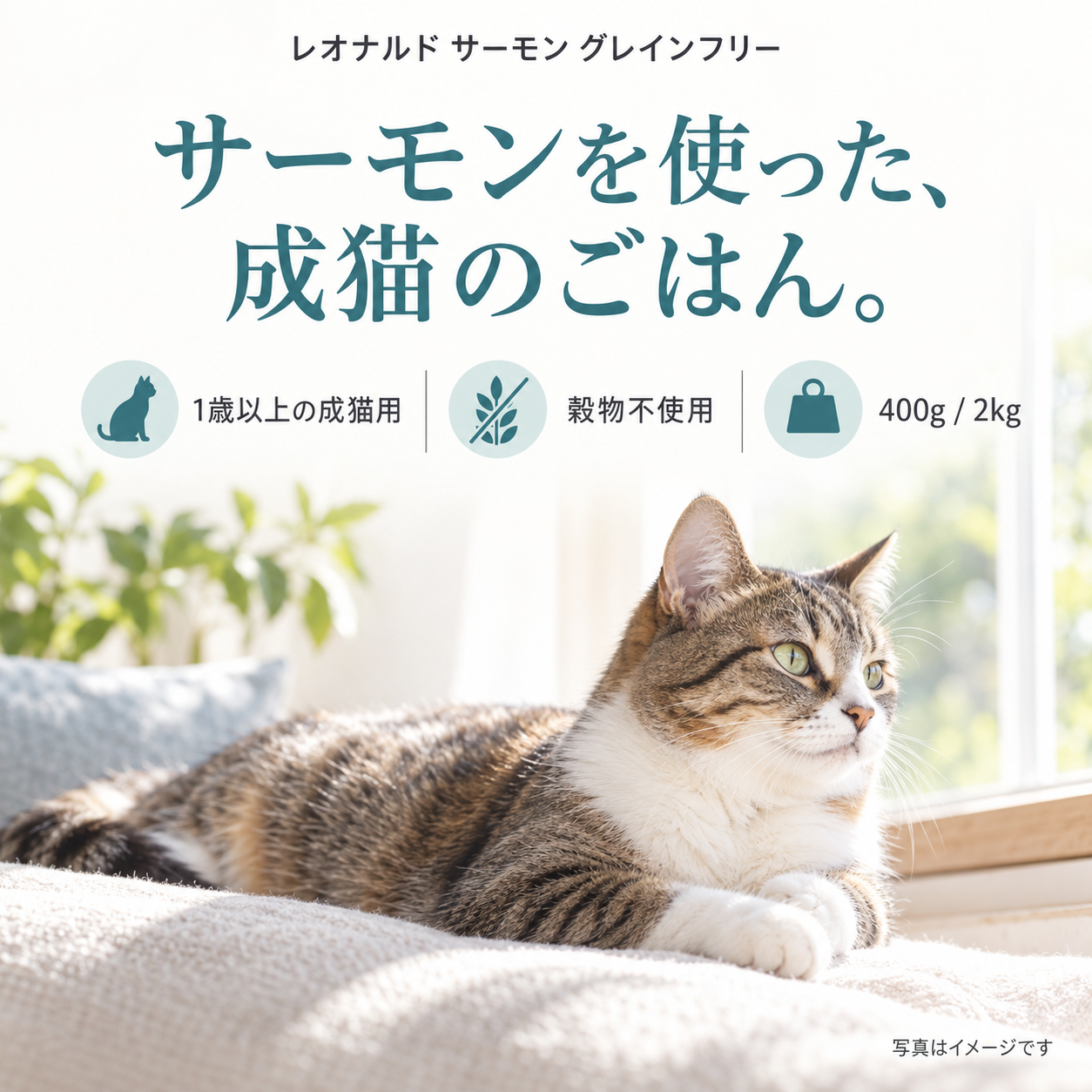LEONARDO サーモン　グレインフリー２kg 成猫 2袋 レオナルド サーモン グレインフリー 2kg｜成猫用ドライフード