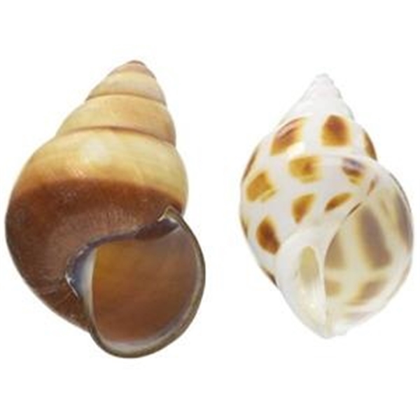 ヤドカリのお宿　{ 貝殻  巻貝 B } 三晃商会オカヤドカリの宿替え貝殻L｜オカヤドカリ用 昆虫用品
