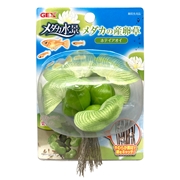ＧＥＸメダカの産卵草ホテイアオイ