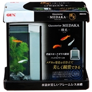 グラステリアメダカ横見