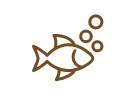 鑑賞魚/アクア