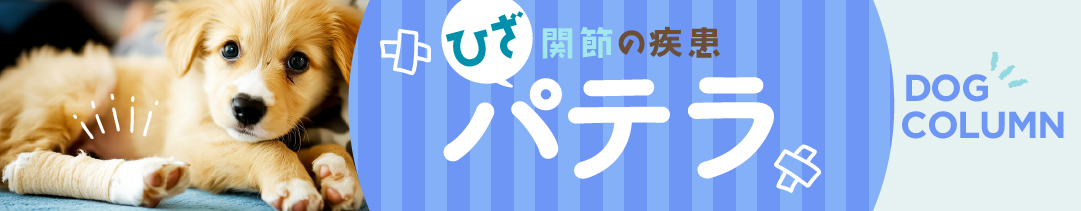 コラム 知っておこう！犬のパテラ編