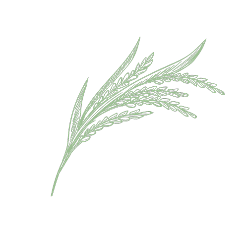 植物のイラスト