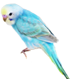 鳥の画像
