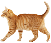 猫の画像