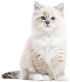 猫の画像