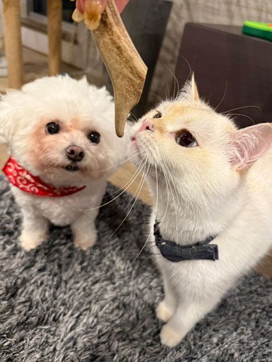 レビュー画像