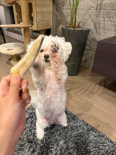 レビュー画像
