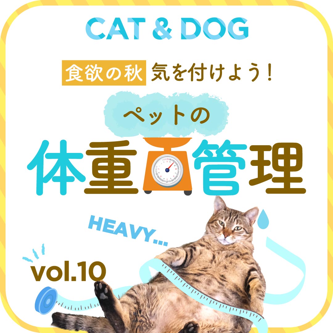 食欲の秋 気を付けよう!ペットの体重管理