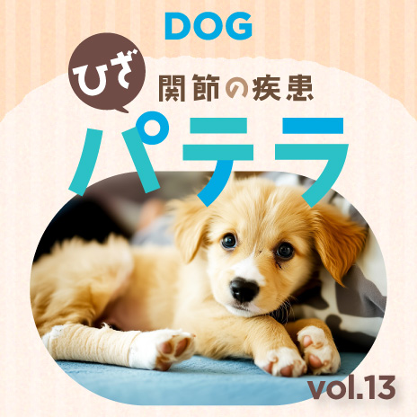 コラム 知っておこう!犬のパテラ編