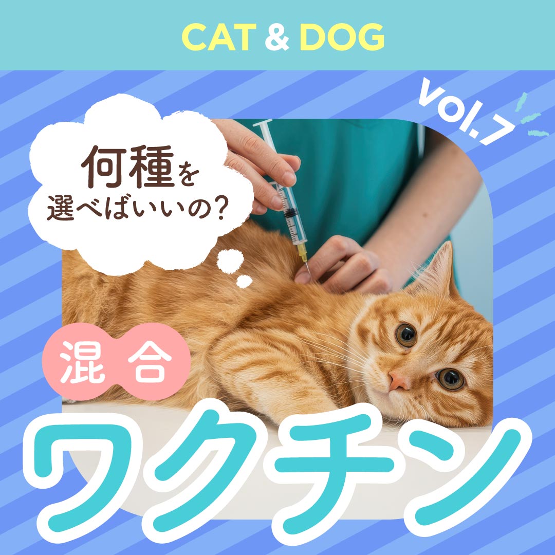 コラムの「混合ワクチン」