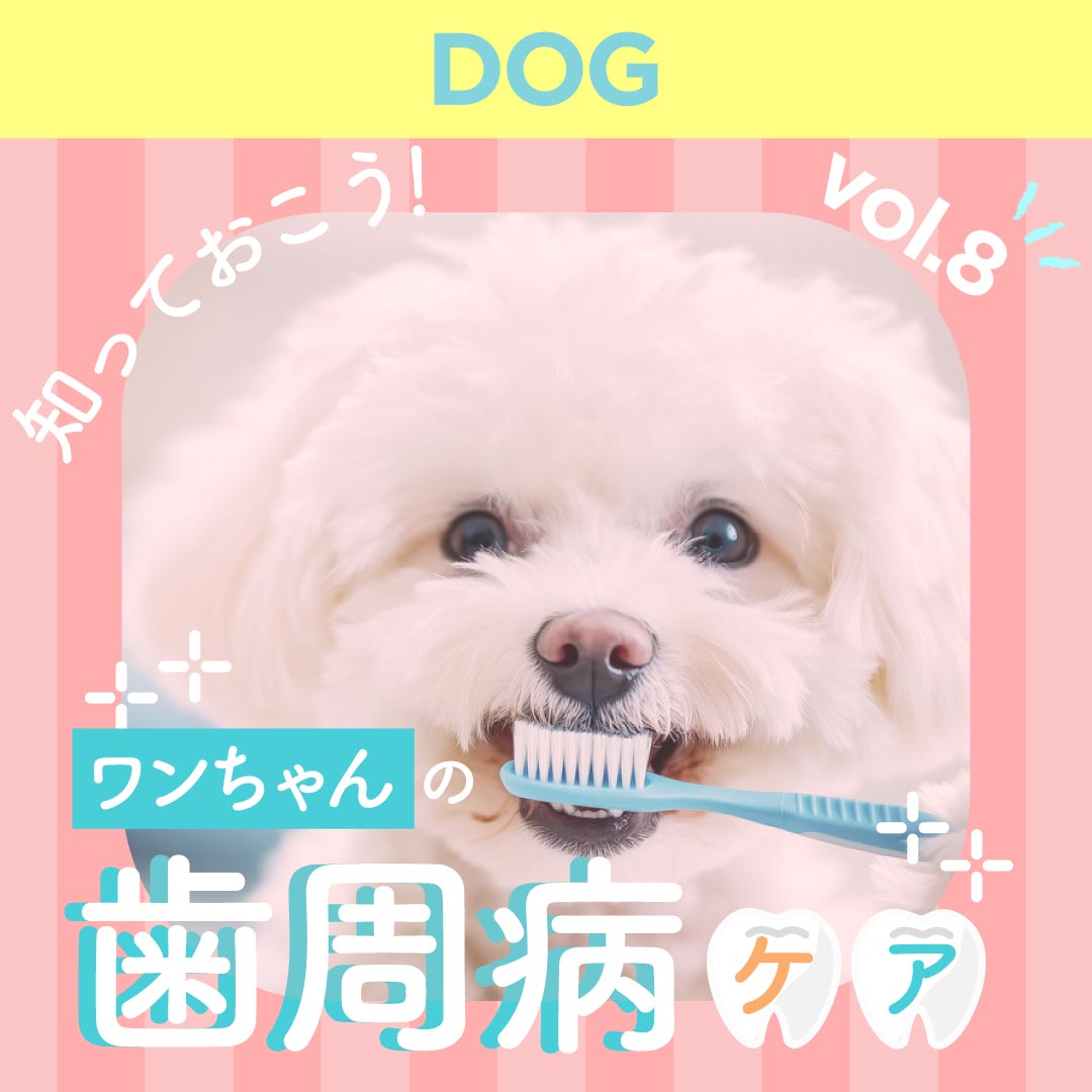 知っておこう！ワンちゃんの「歯周病ケア」