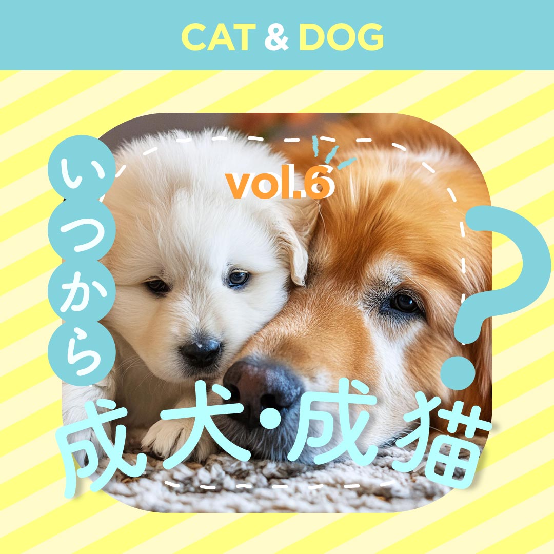 コラムの「成犬っていつから？」