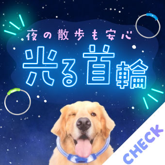 夜の散歩も安心の光る首輪