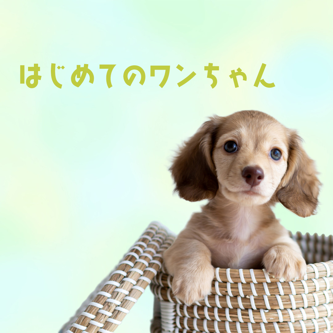 はじめてのわんちゃん