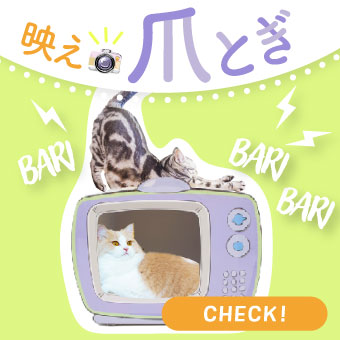 映え爪とぎ特集